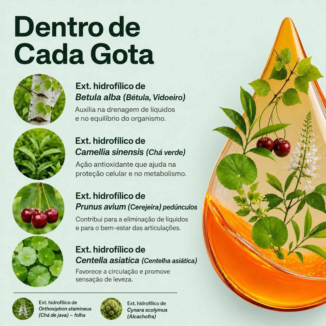 Lymphoria® – Gotas de Apoio Linfático